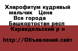 Хларофитум кудрявый мальчик › Цена ­ 30 - Все города  »    . Башкортостан респ.,Караидельский р-н